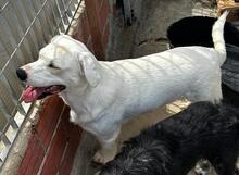 FORTUNELLO, Hund, Mischlingshund in Italien - Bild 48