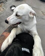 FORTUNELLO, Hund, Mischlingshund in Italien - Bild 49