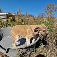 YANG, Hund, Mischlingshund in Bulgarien - Bild 5