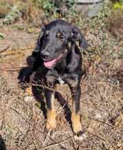 YONI, Hund, Mischlingshund in Bulgarien - Bild 10