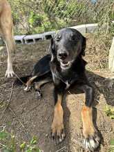 YONI, Hund, Mischlingshund in Bulgarien - Bild 11