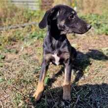 YONI, Hund, Mischlingshund in Bulgarien - Bild 4