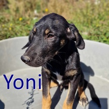 YONI, Hund, Mischlingshund in Bulgarien - Bild 5