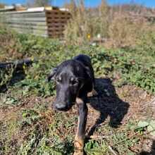 YONI, Hund, Mischlingshund in Bulgarien - Bild 8