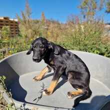 YONI, Hund, Mischlingshund in Bulgarien - Bild 9