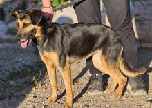 LILA, Hund, Mischlingshund in Italien - Bild 11