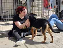 LILA, Hund, Mischlingshund in Italien - Bild 2