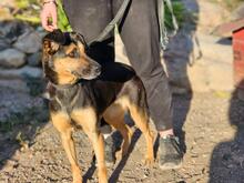 LILA, Hund, Mischlingshund in Italien - Bild 22