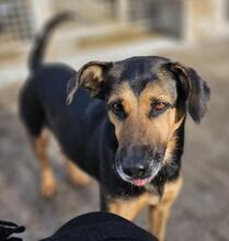 LILA, Hund, Mischlingshund in Italien - Bild 25