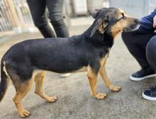 LILA, Hund, Mischlingshund in Italien - Bild 27