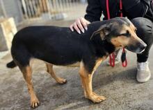 LILA, Hund, Mischlingshund in Italien - Bild 29