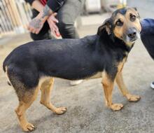 LILA, Hund, Mischlingshund in Italien - Bild 36