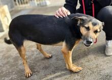 LILA, Hund, Mischlingshund in Italien - Bild 37
