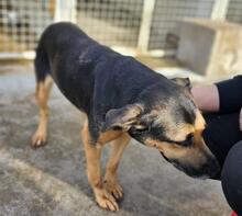 LILA, Hund, Mischlingshund in Italien - Bild 38