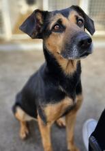 LILA, Hund, Mischlingshund in Italien - Bild 39