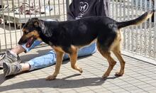 LILA, Hund, Mischlingshund in Italien - Bild 4