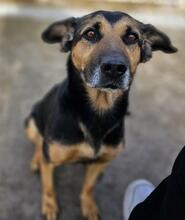 LILA, Hund, Mischlingshund in Italien - Bild 40