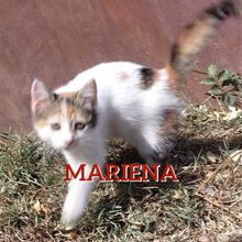 MARIENA, Katze, Europäisch Kurzhaar-Mix in Bulgarien - Bild 1