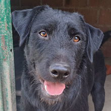 SRECKAN, Hund, Mischlingshund in Kroatien - Bild 1