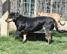 BOGAR, Hund, Mischlingshund in Ungarn - Bild 2