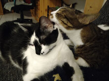 FREKI, Katze, Hauskatze in Friedberg - Bild 4