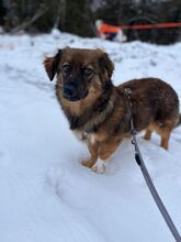 FIX, Hund, Mischlingshund in Wipperfürth