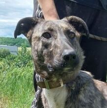 LESSIE2, Hund, Holländischer Schäferhund-Mix in Slowakische Republik - Bild 1