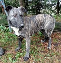 LESSIE2, Hund, Holländischer Schäferhund-Mix in Slowakische Republik - Bild 10