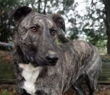 LESSIE2, Hund, Holländischer Schäferhund-Mix in Slowakische Republik - Bild 12