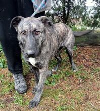 LESSIE2, Hund, Holländischer Schäferhund-Mix in Slowakische Republik - Bild 13