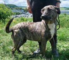 LESSIE2, Hund, Holländischer Schäferhund-Mix in Slowakische Republik - Bild 2