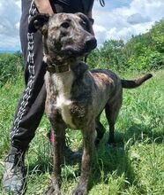 LESSIE2, Hund, Holländischer Schäferhund-Mix in Slowakische Republik - Bild 3