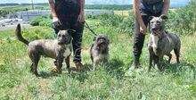 LESSIE2, Hund, Holländischer Schäferhund-Mix in Slowakische Republik - Bild 4