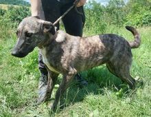 LESSIE2, Hund, Holländischer Schäferhund-Mix in Slowakische Republik - Bild 5