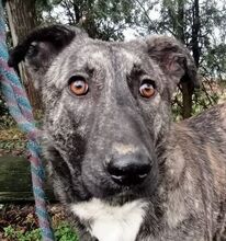 LESSIE2, Hund, Holländischer Schäferhund-Mix in Slowakische Republik - Bild 7