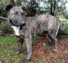 LESSIE2, Hund, Holländischer Schäferhund-Mix in Slowakische Republik - Bild 9