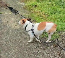 JOSHY, Hund, Mischlingshund in Büdingen - Bild 16