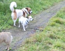 JOSHY, Hund, Mischlingshund in Büdingen - Bild 9