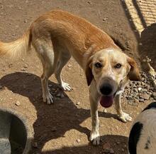 PEGGY, Hund, Mischlingshund in Italien - Bild 10