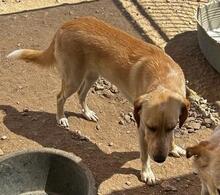 PEGGY, Hund, Mischlingshund in Italien - Bild 12