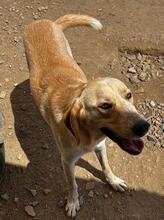 PEGGY, Hund, Mischlingshund in Italien - Bild 14