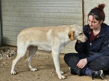 PEGGY, Hund, Mischlingshund in Italien - Bild 17