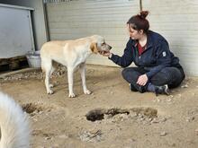 PEGGY, Hund, Mischlingshund in Italien - Bild 18