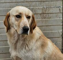 PEGGY, Hund, Mischlingshund in Italien - Bild 2