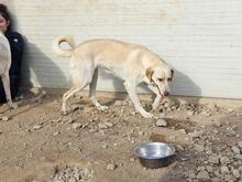 PEGGY, Hund, Mischlingshund in Italien - Bild 25