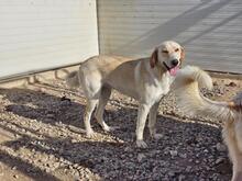 PEGGY, Hund, Mischlingshund in Italien - Bild 27