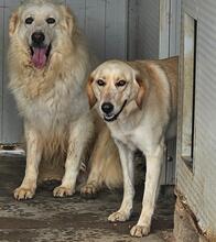 PEGGY, Hund, Mischlingshund in Italien - Bild 3