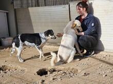 PAULETTE, Hund, Mischlingshund in Italien - Bild 10