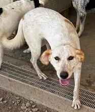 PAULETTE, Hund, Mischlingshund in Italien - Bild 13