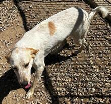 PAULETTE, Hund, Mischlingshund in Italien - Bild 16